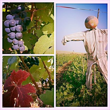 Vineyards in India