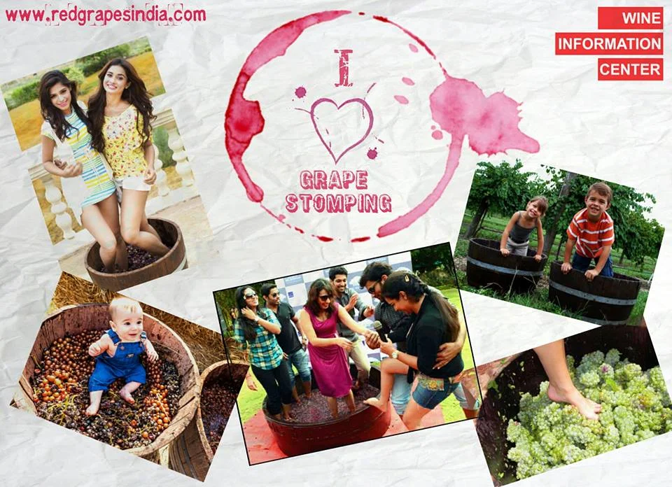 Grape stomping at Wine information center by Red grapes at Wine park, Nashik, Maharashtra, India
