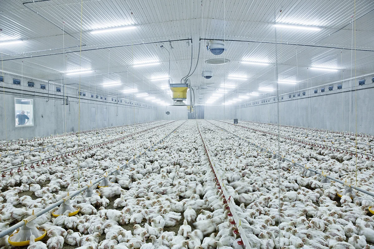 10895-3-kyllingfarm.jpg