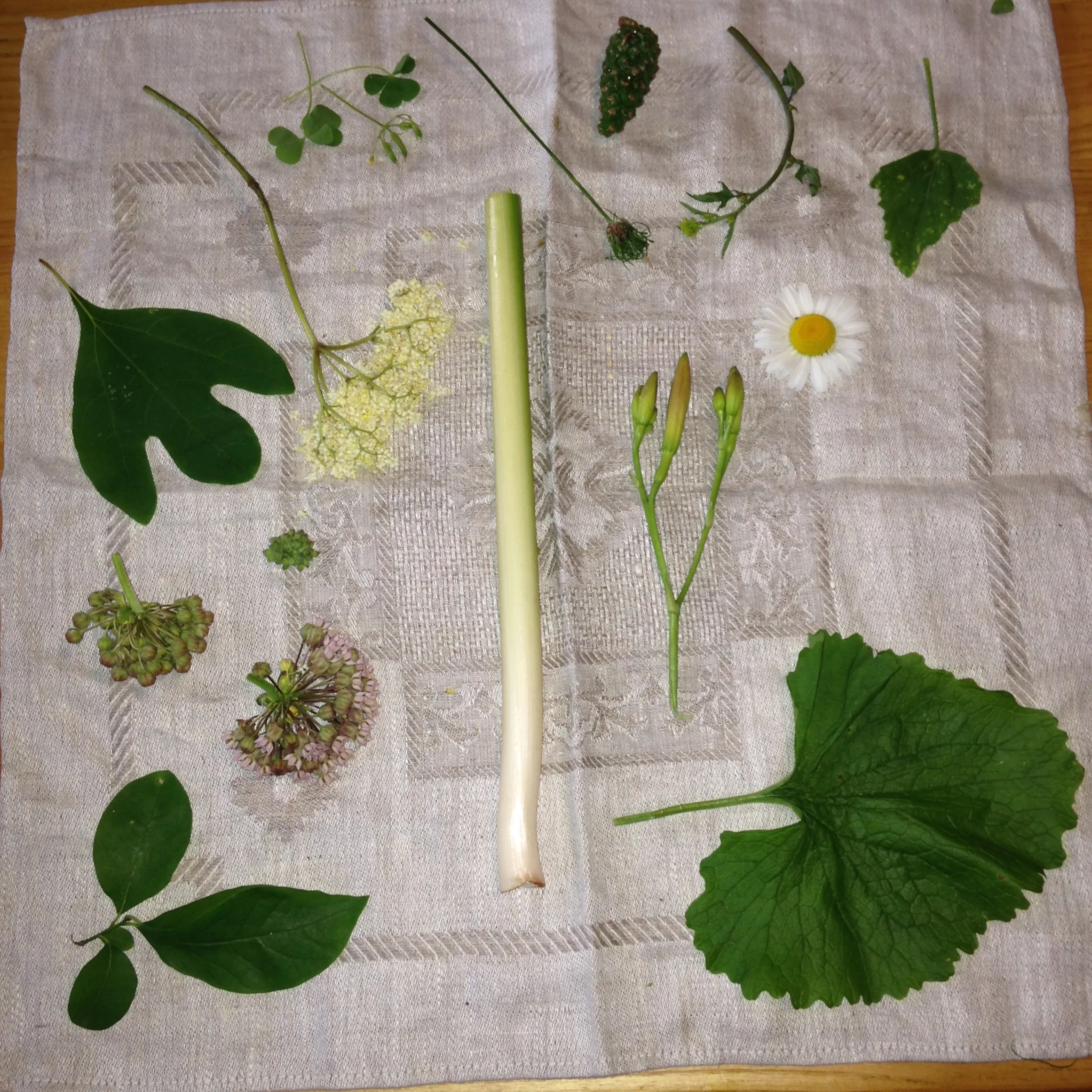 Left to right: Sassafras, Elderberry flower, Wood Sorrel, Garlic Scape seedhead, Pine cones, Wild mustard, Lamb's Quarters leaves, Milkweed buds, Cattails shoots, Daylily buds, Oxeye Daisies, Spicebush leaves and twigs, Garlic Mustard leaves