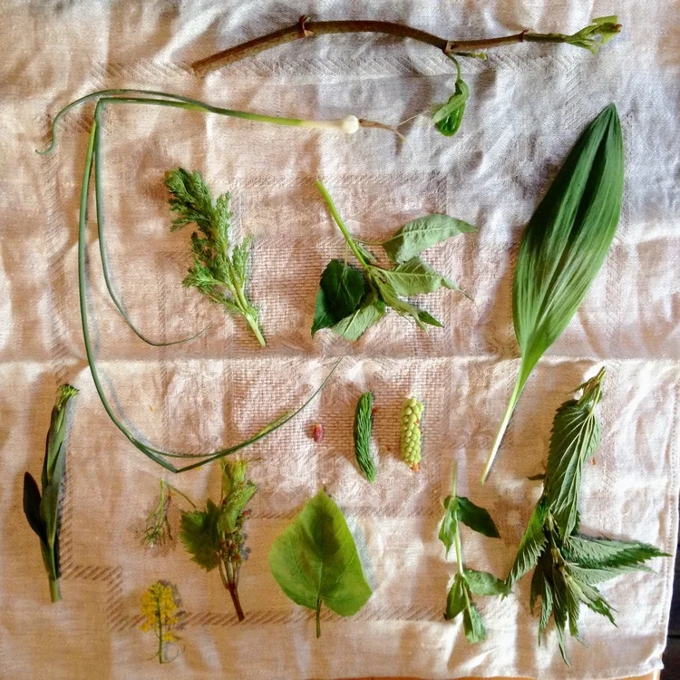 *FOUND WILD* An Introduction to Fall Foraging