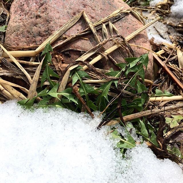 Early spring edible greens germinating everywhere soil is shuffled.