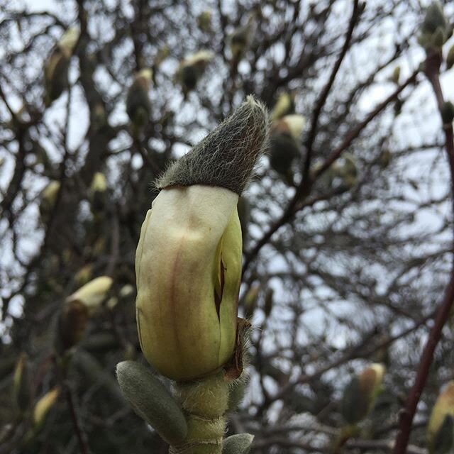 Magnolias arrived