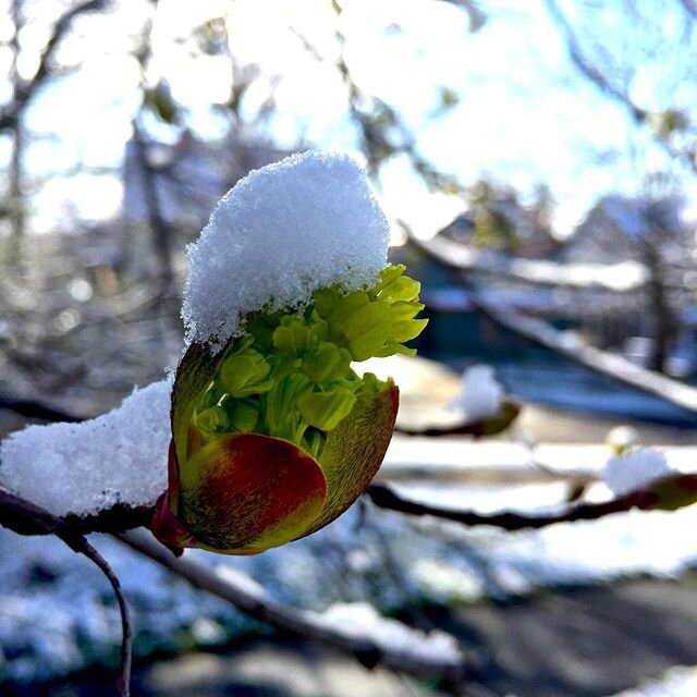 Norway maples - Acer platanoides - grows the sweetest of all maple flowers