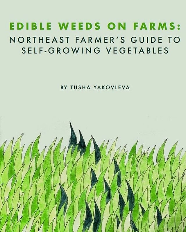 Edible weeds are nourishing, resilient, powerful, culturally rich, ecologically essential, economically useful, and much maligned. I wrote a resource guide for wild edible plants on cultivated soils as a small weight offered to rebalance the narrativ