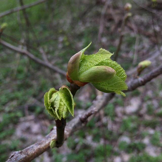 Welcome back!  basswood, tilia americana, липа