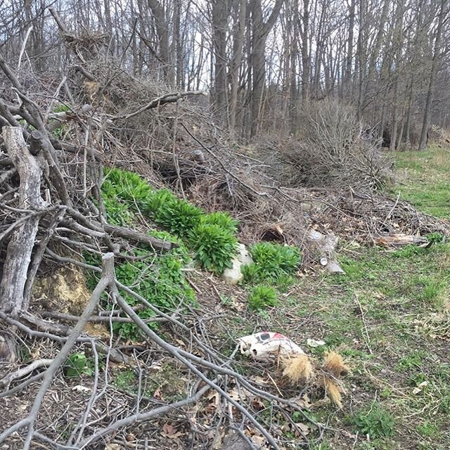 As waves of wintercress, bittercress, garlic mustard, and other early spring brassica greens slow, more wild mustards are coming into peak harvest as leafy greens and shoot vegetables. 
Two notables - Dame's rocket (Hesperis matronalis) and White top