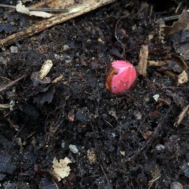 Up from warming soils of the temperate north, knotweed emerges again. Within a blink, coral teeth turn speckled, hollow shoots turn impassable brittle thickets. Knotweed is many things to many creatures - in complicated relationship, just like the re