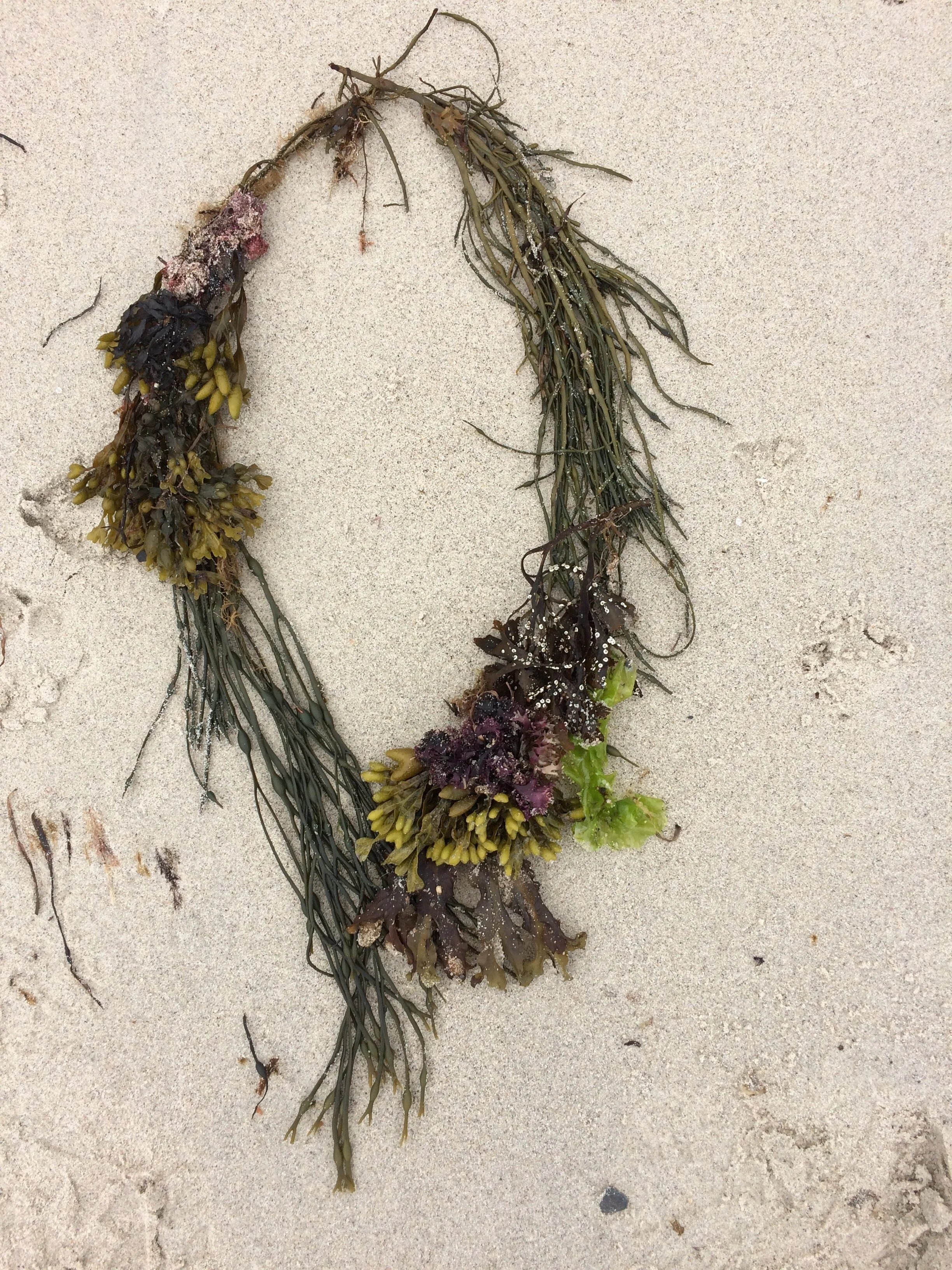 necklace-seaweed.JPG