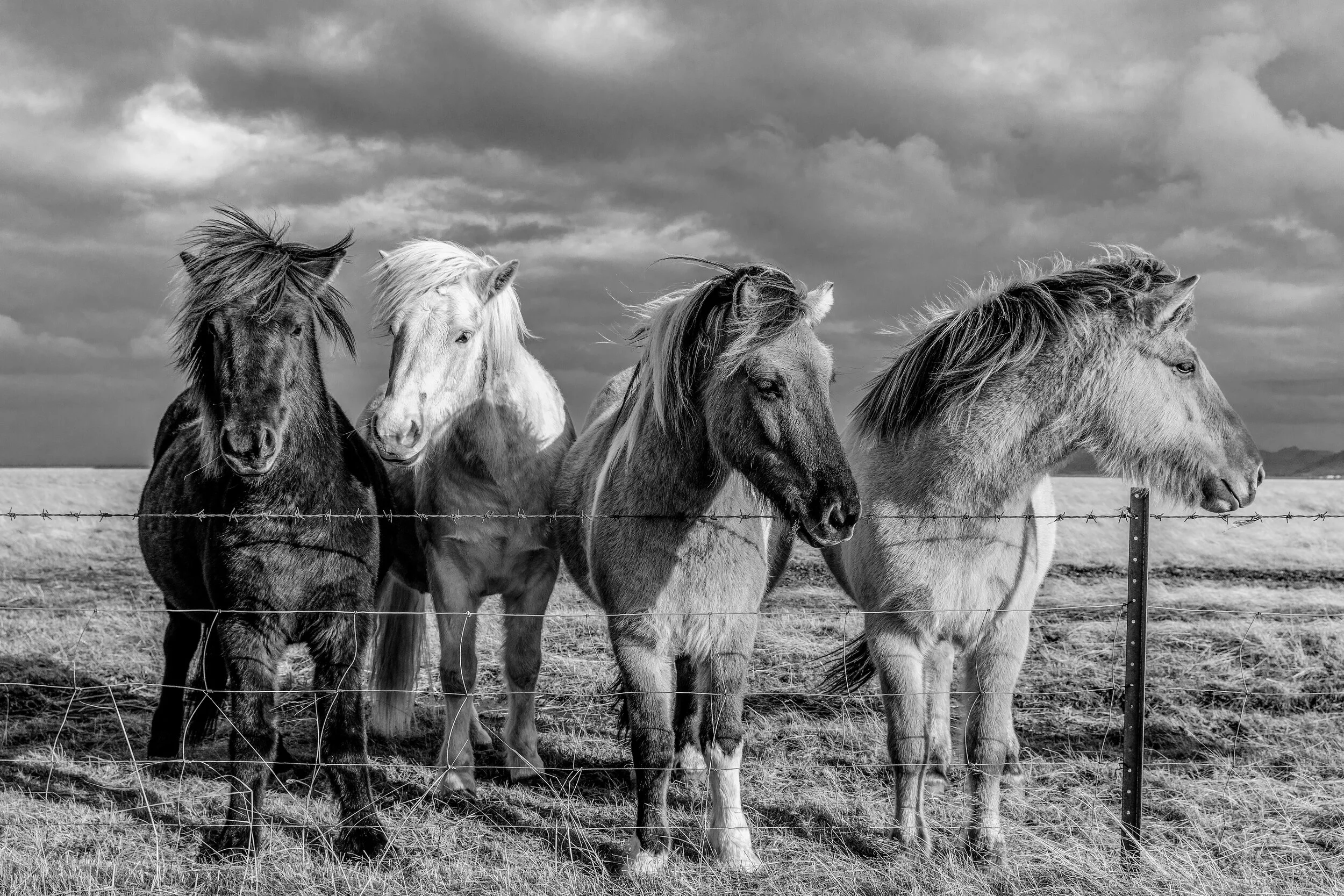 Icelandic Horses - Black and White 
