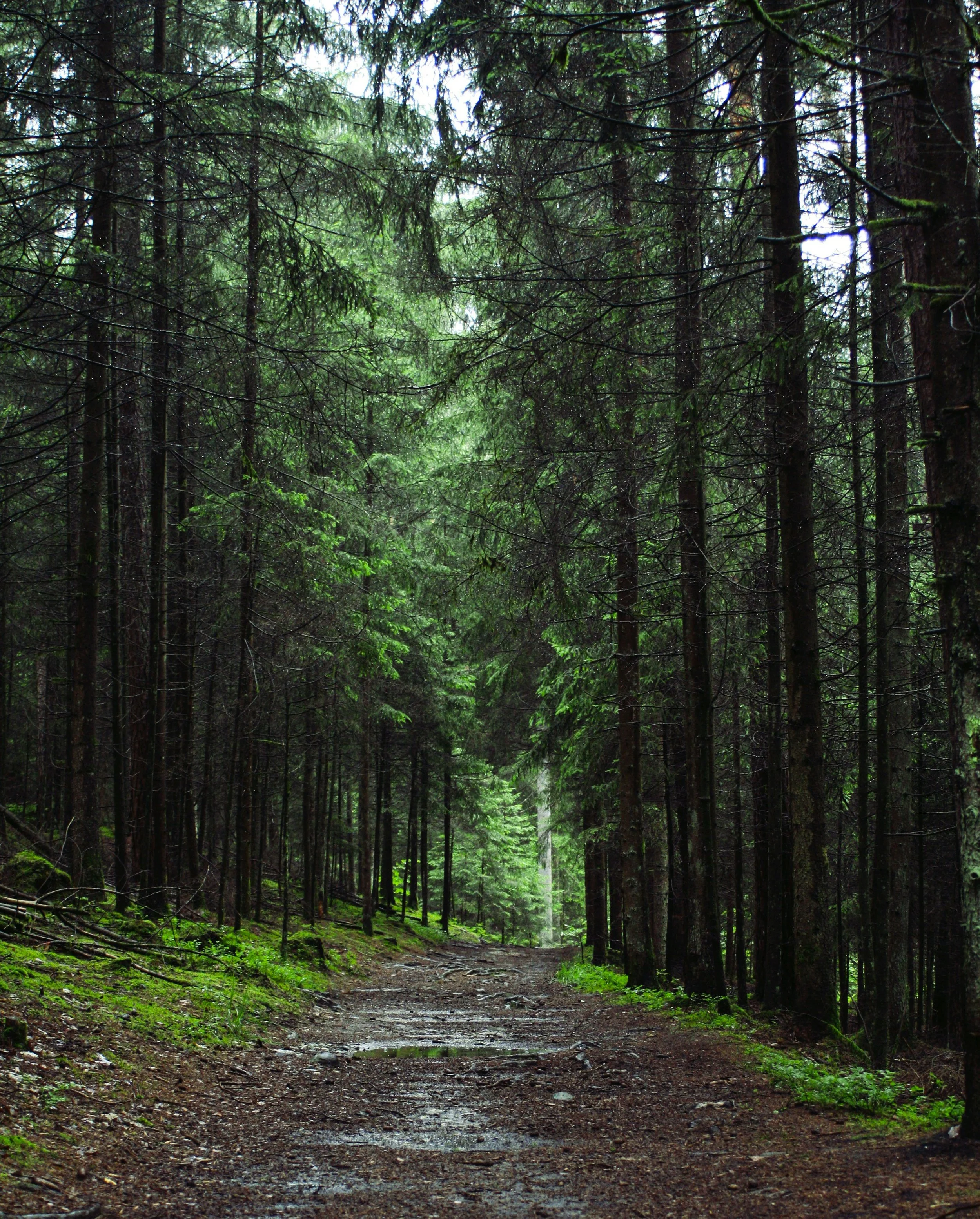 EMDR- Eye Movement Desensitization and Reprocessing. Photo of a trail lined with a forest and trees.