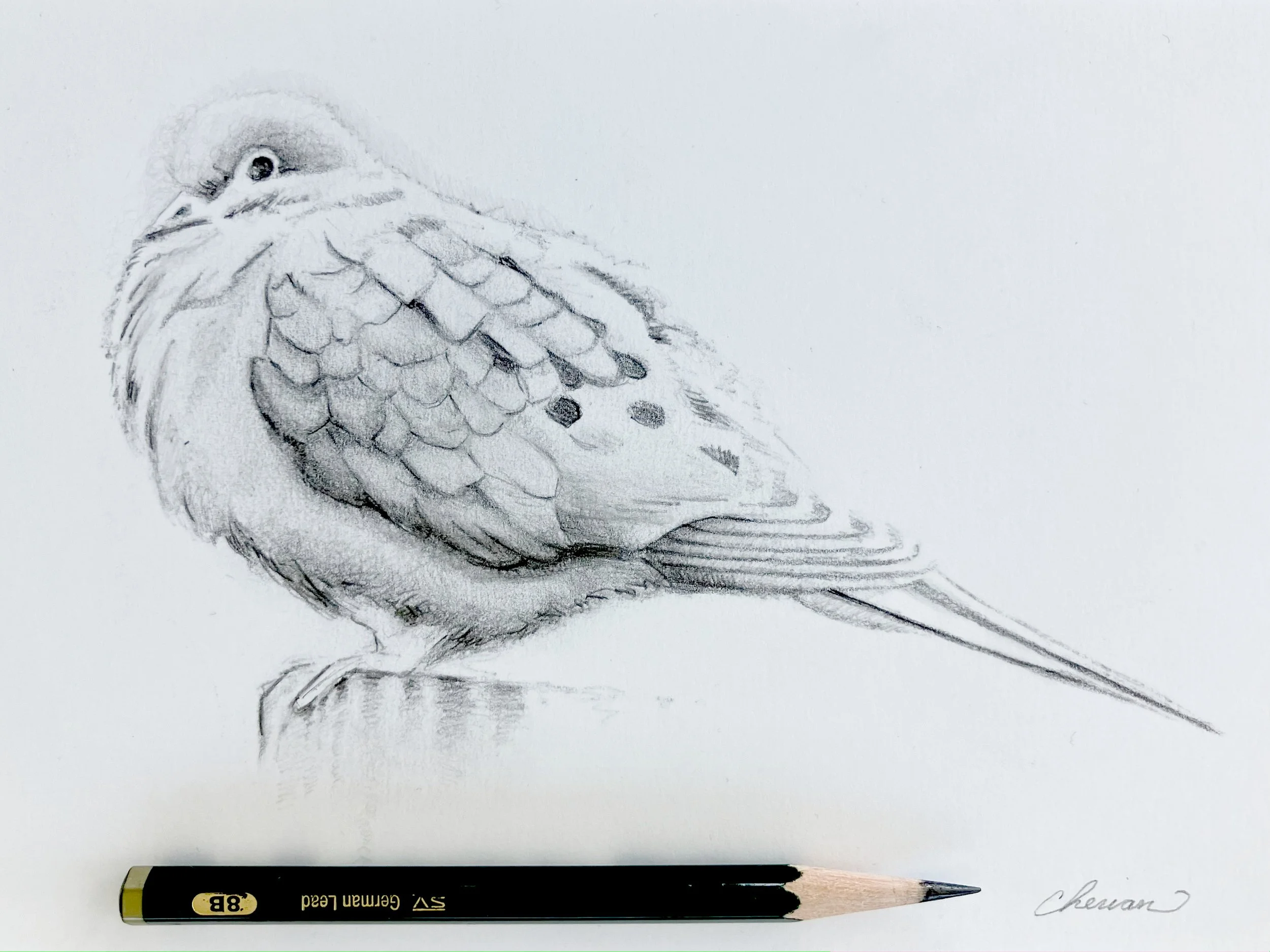 Mourning Dove