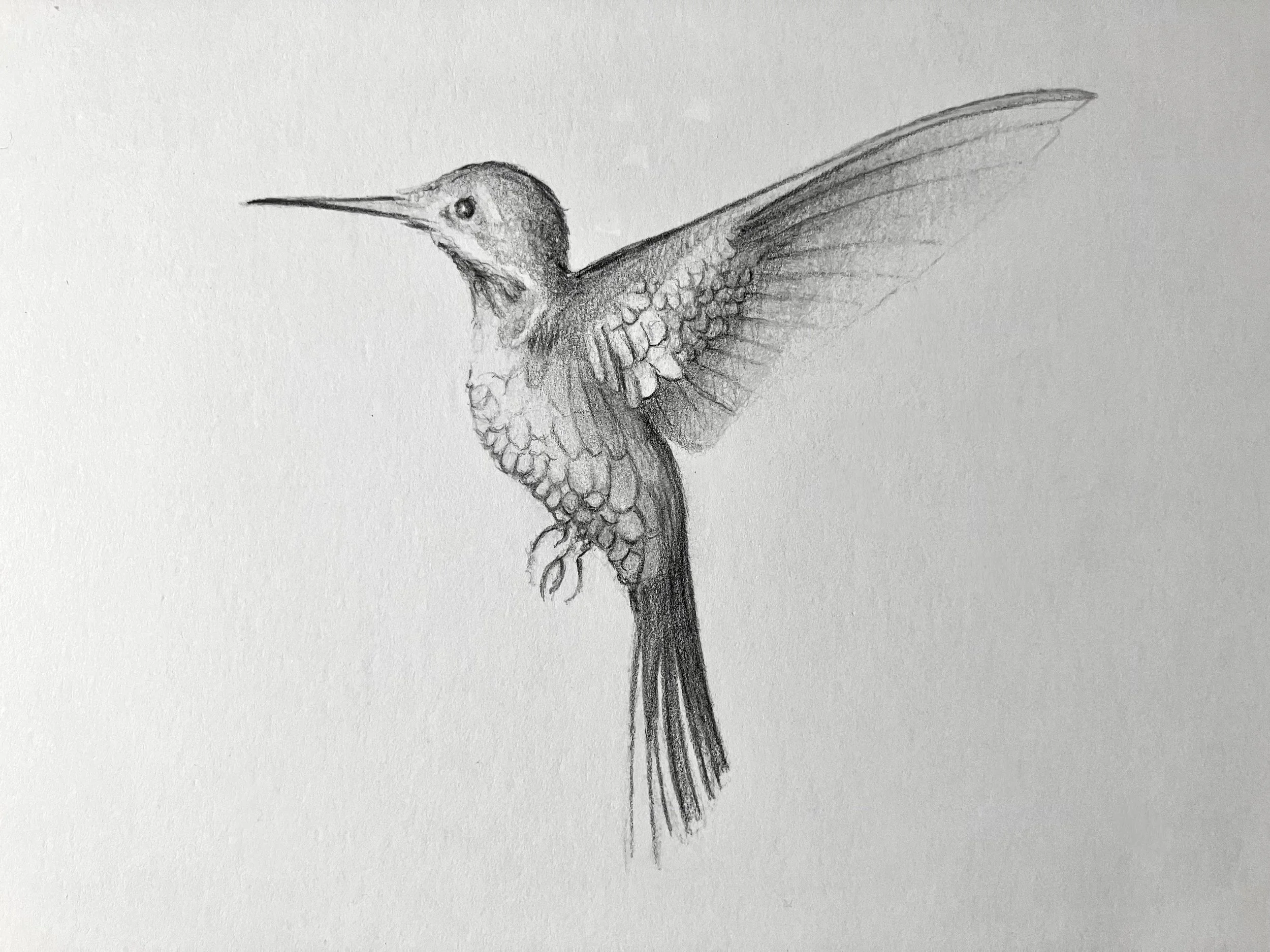 Hummingbird