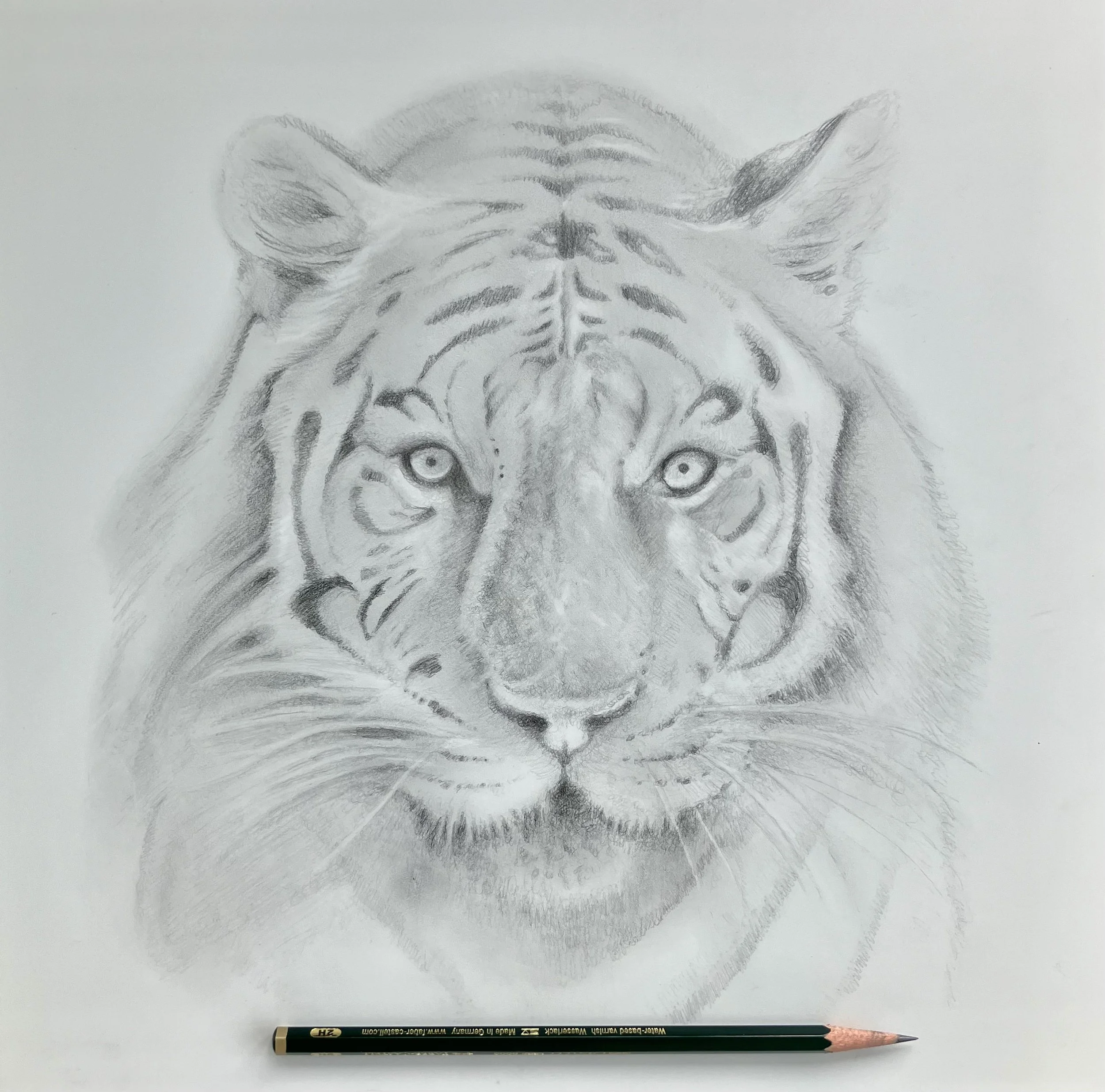 WhiteTiger_drawing_12x12.jpeg