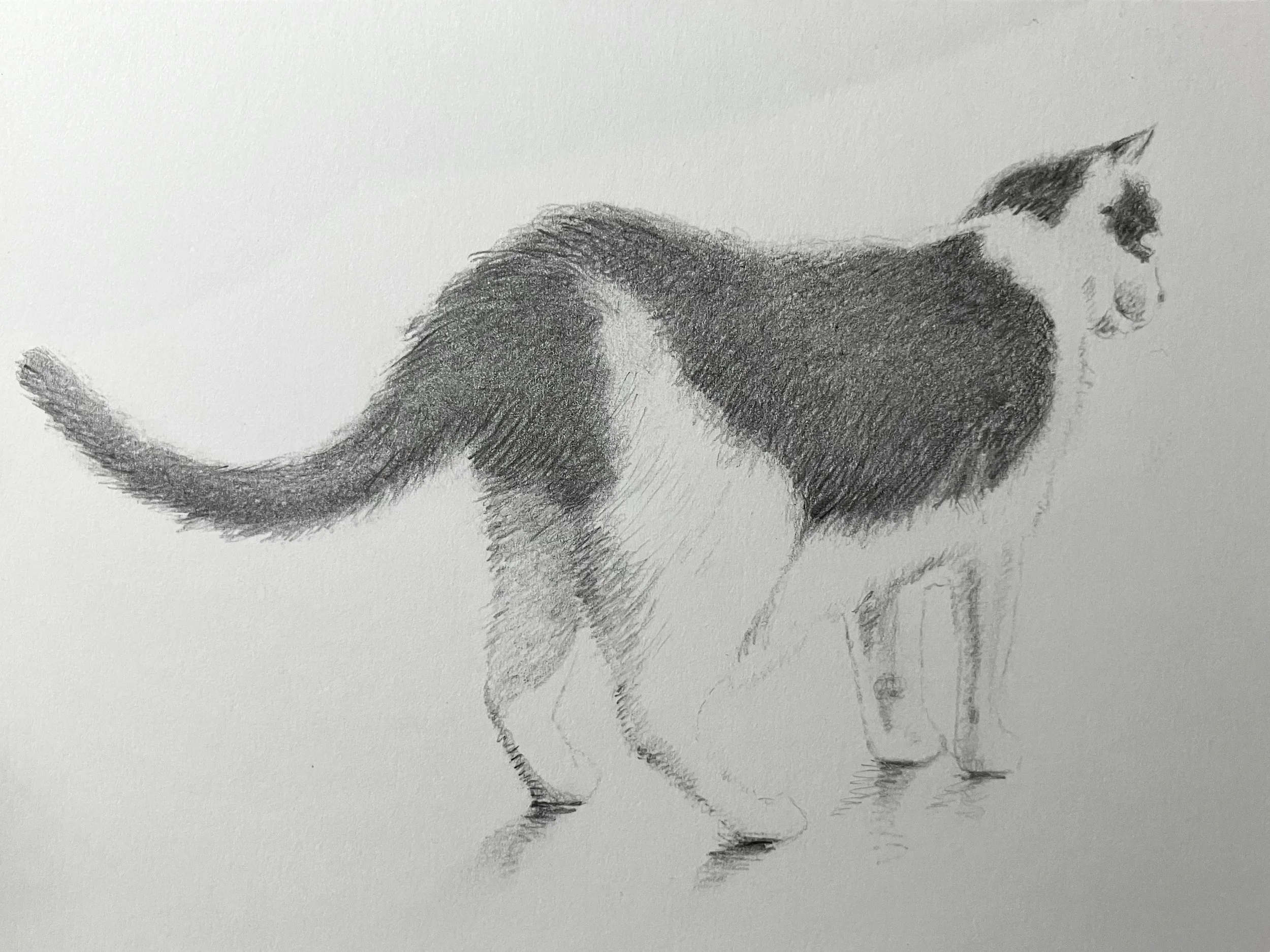 Cat portrait/ Pet portrait