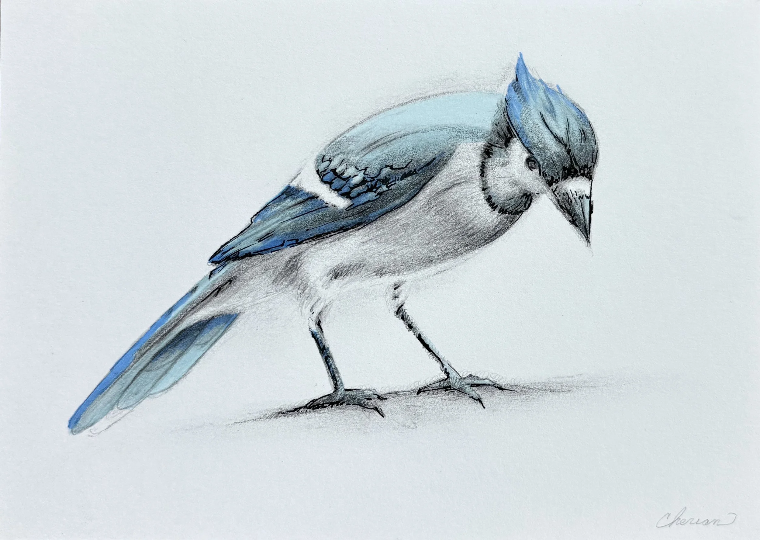02_bluejayColor.jpg