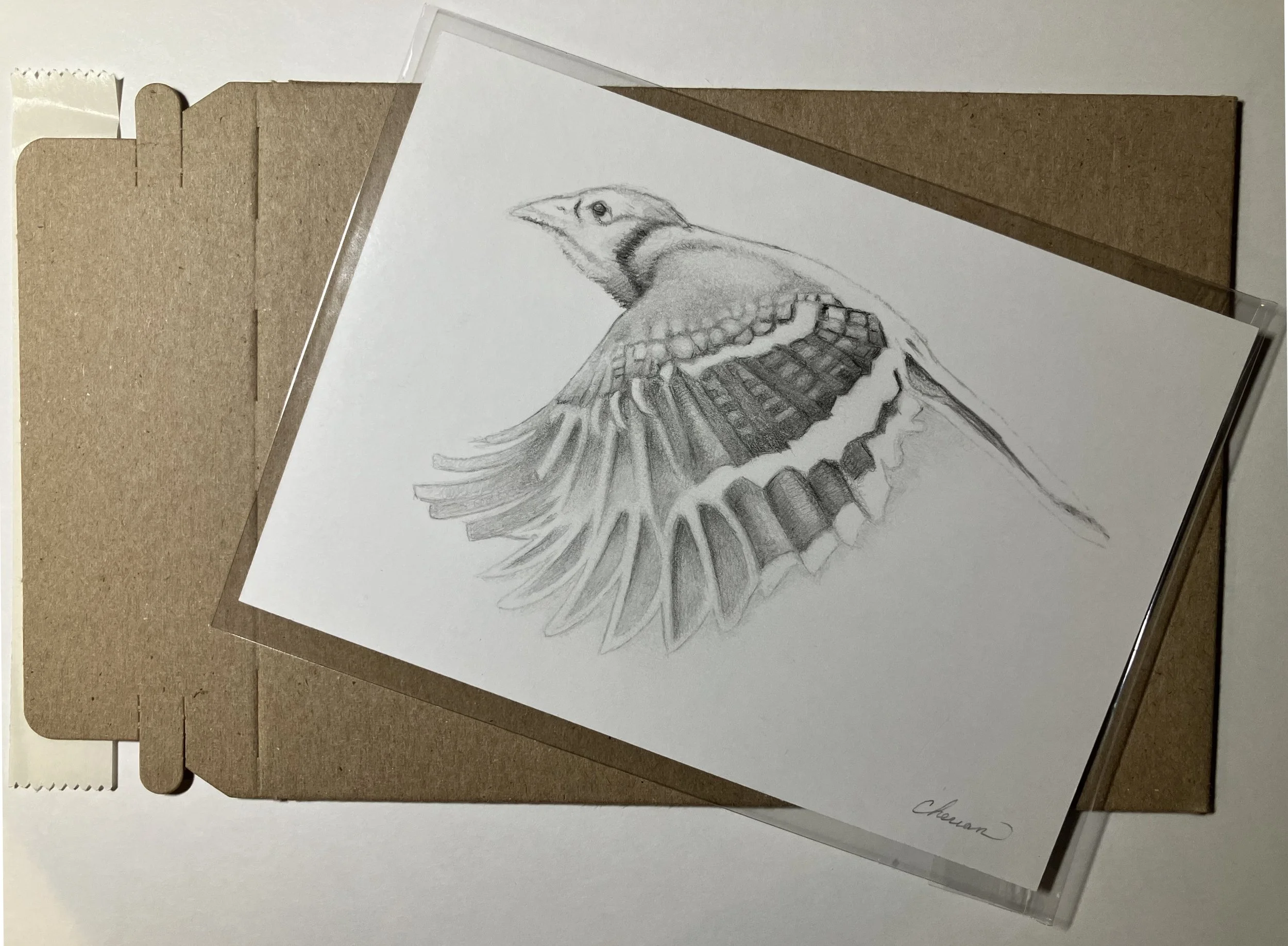 01_bluejay in flight _ 5x7.jpg