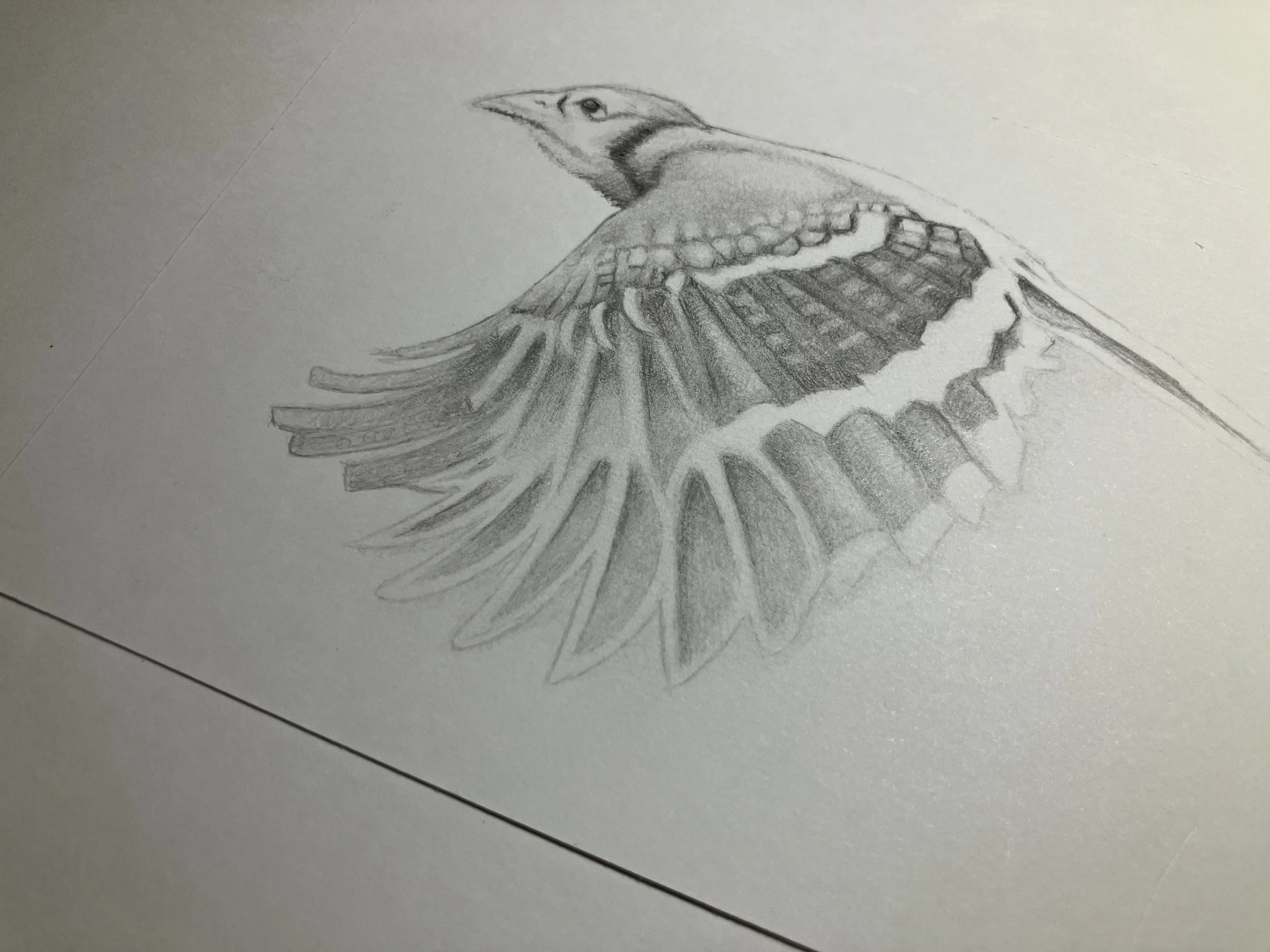 03_bluejay in flight _ 5x7.jpg