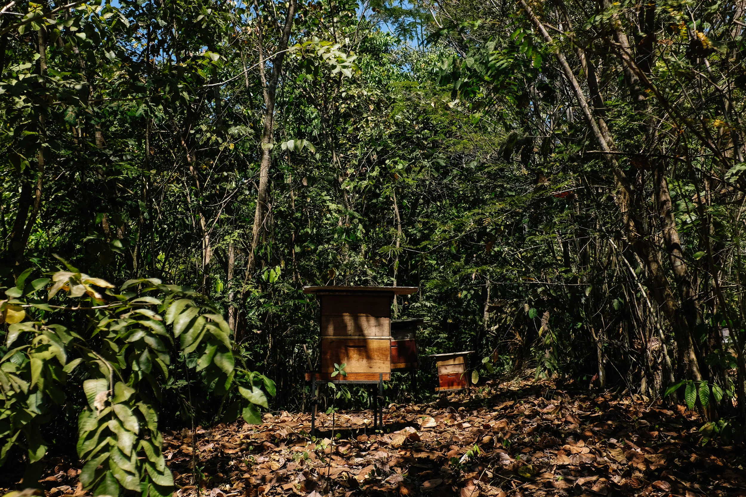 Many small farmers in the region, like Valdir, have discovered agroforestry as a strategy to recover their once degraded lands and natural resources, resulting in more effective and diversified agricultural production involving less inputs than conventional agriculture. Pictured here, lines of “muvuca” including a variety of native forest and agricultural crop seeds were planted with space in between to use for beekeeping and honey production.