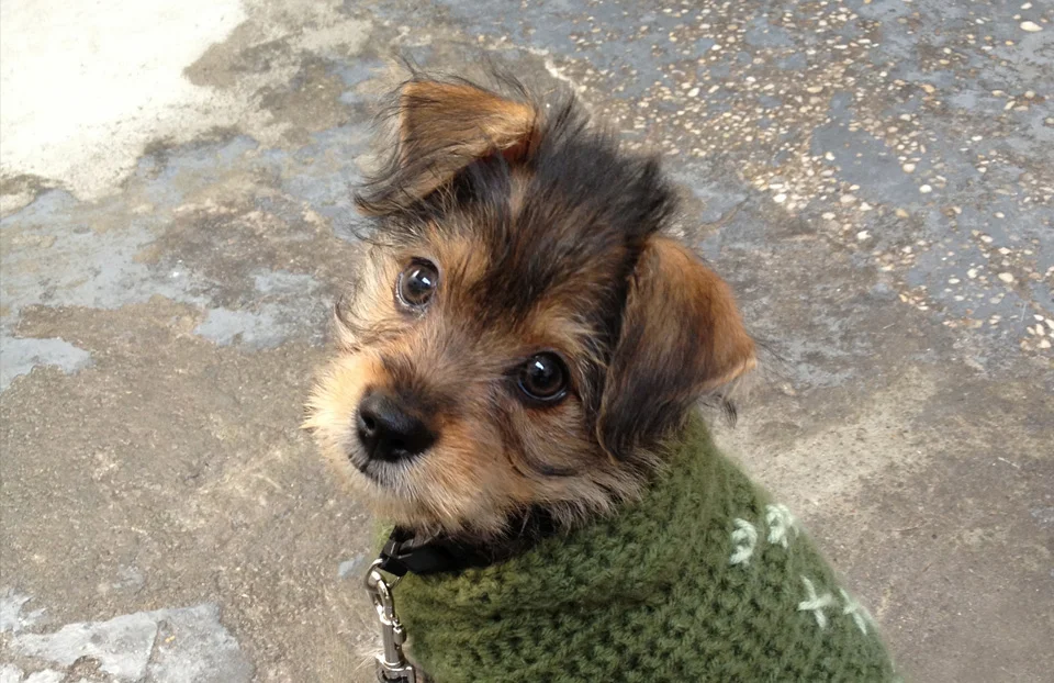 Furry Friend No. 2