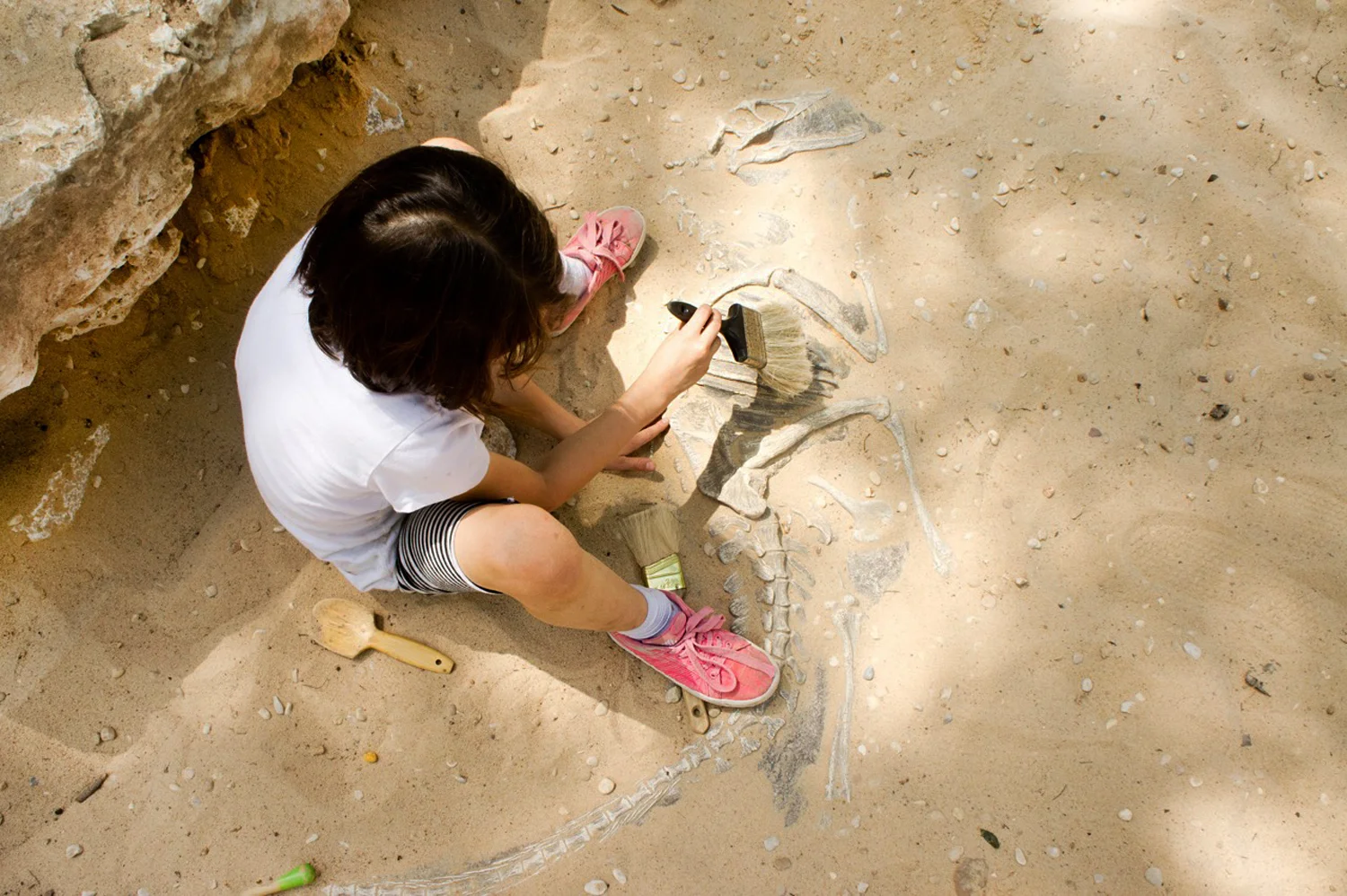 Fossil.jpg