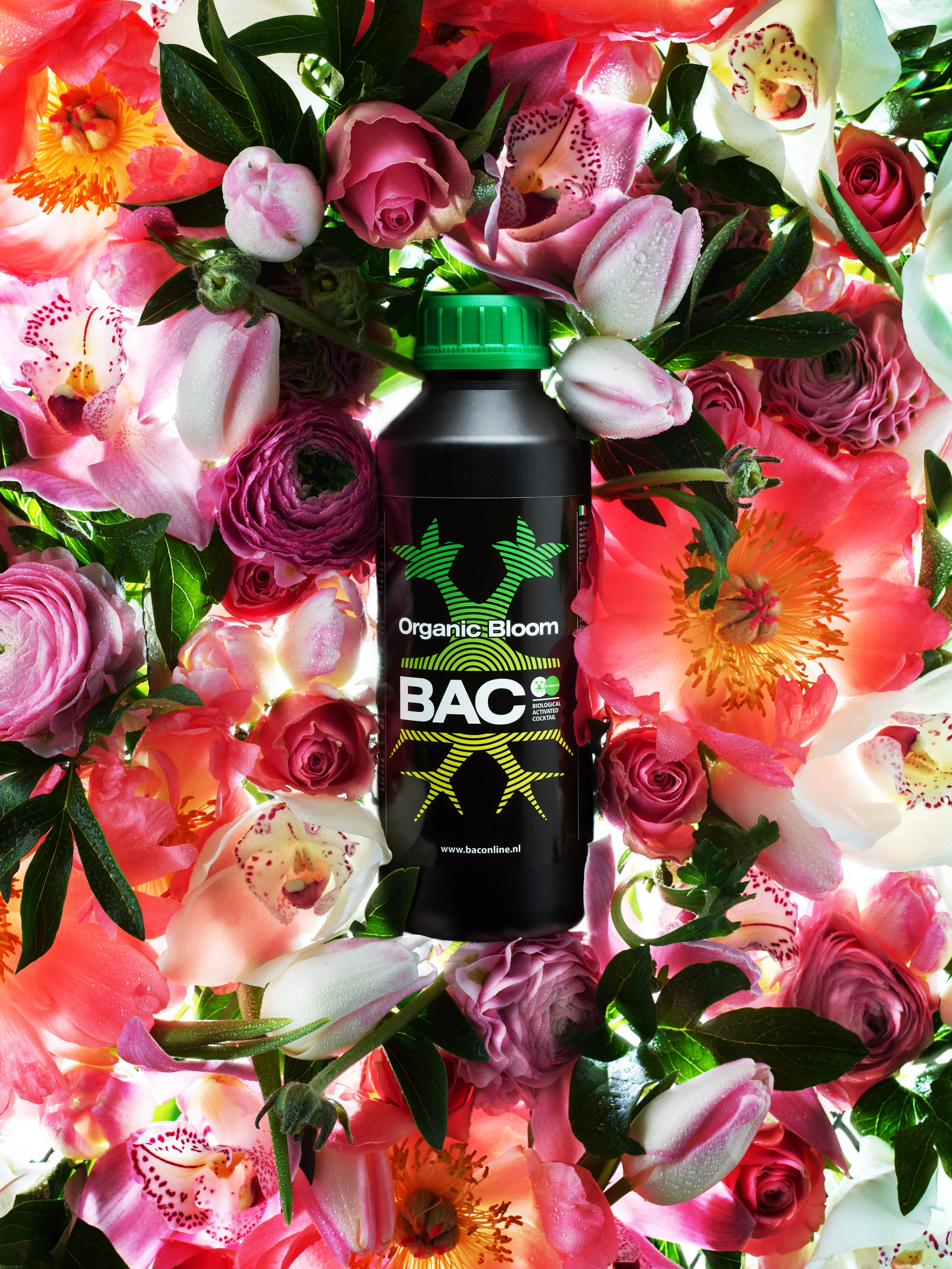 BAC_campaign_3.jpg