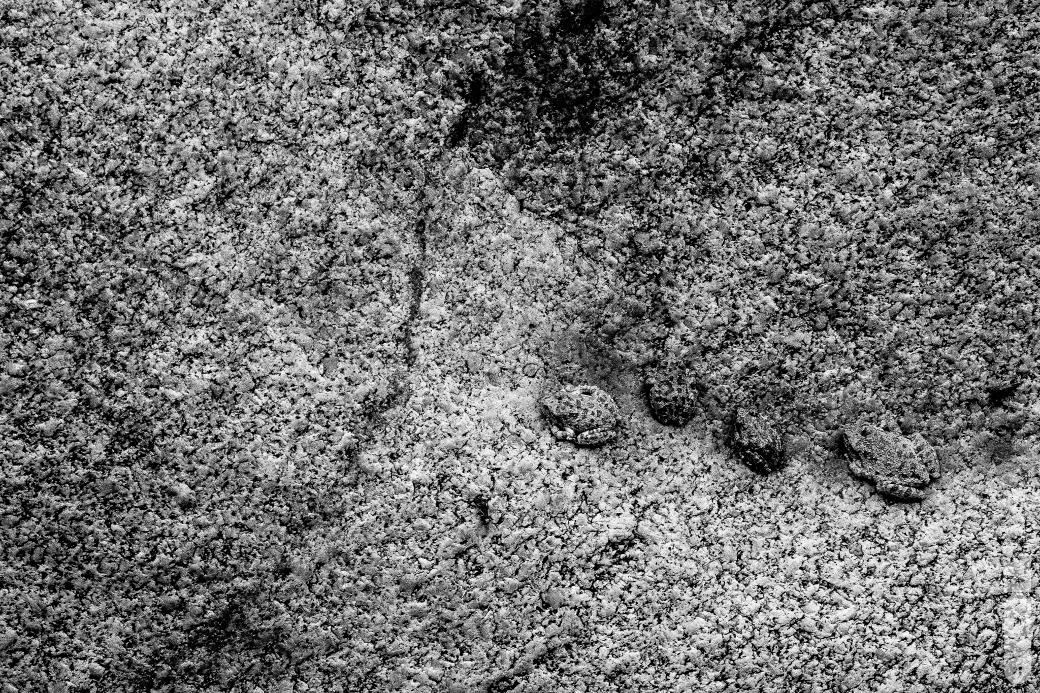 Perfectly camouflaged frogs mimicking the texture of this rock almost identically.
