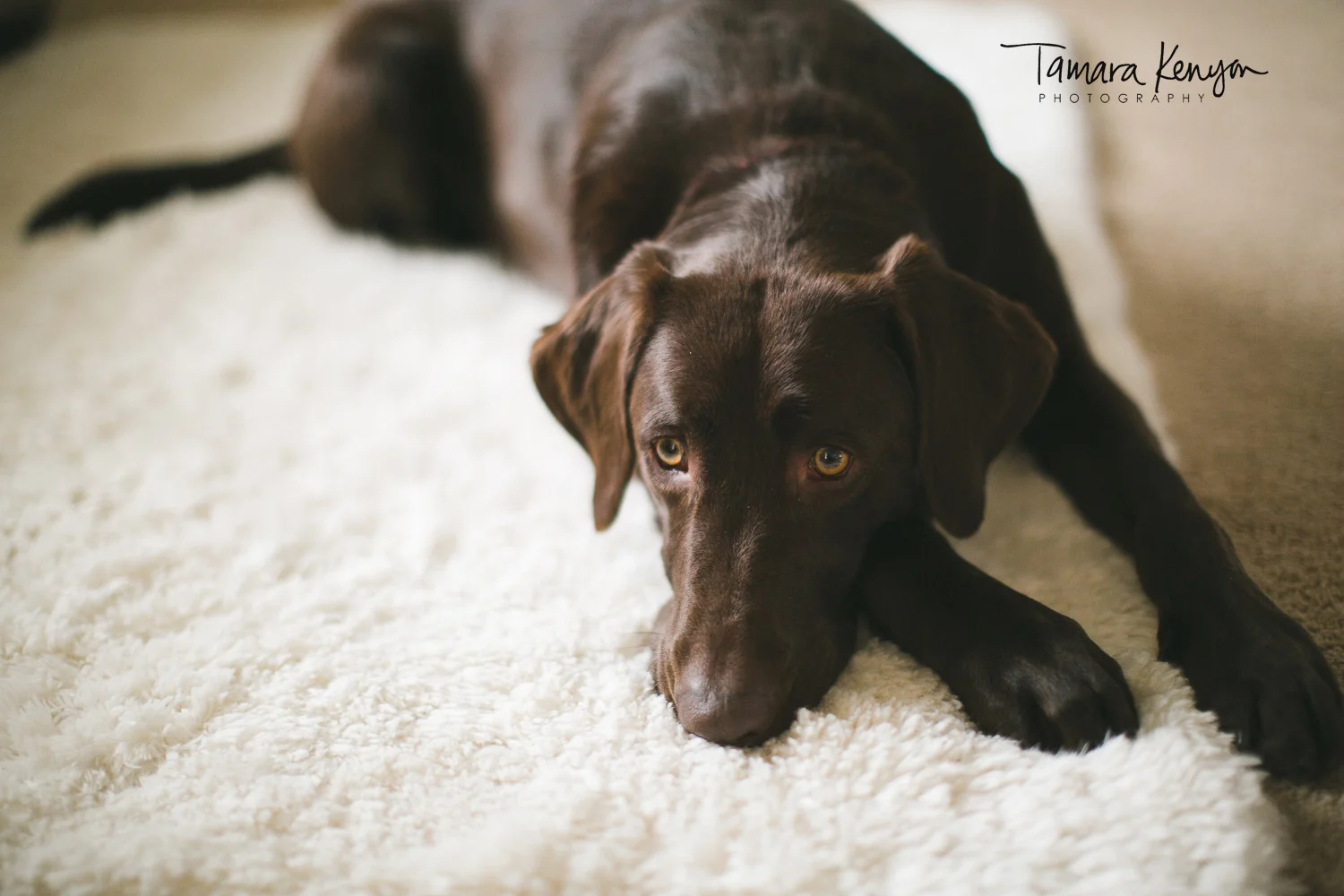 Chocolate_Lab.jpg