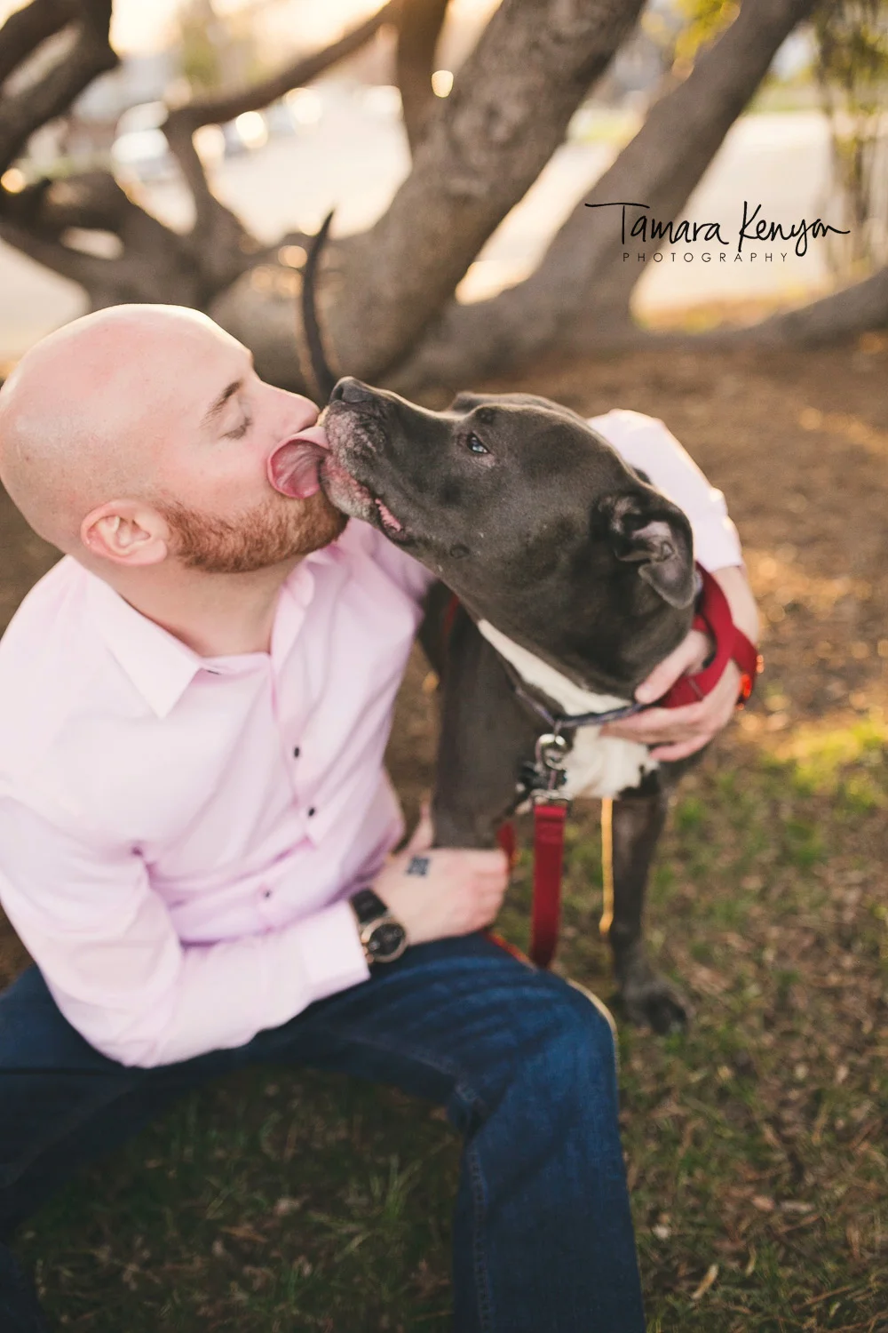 pitbull_dogs_engagement