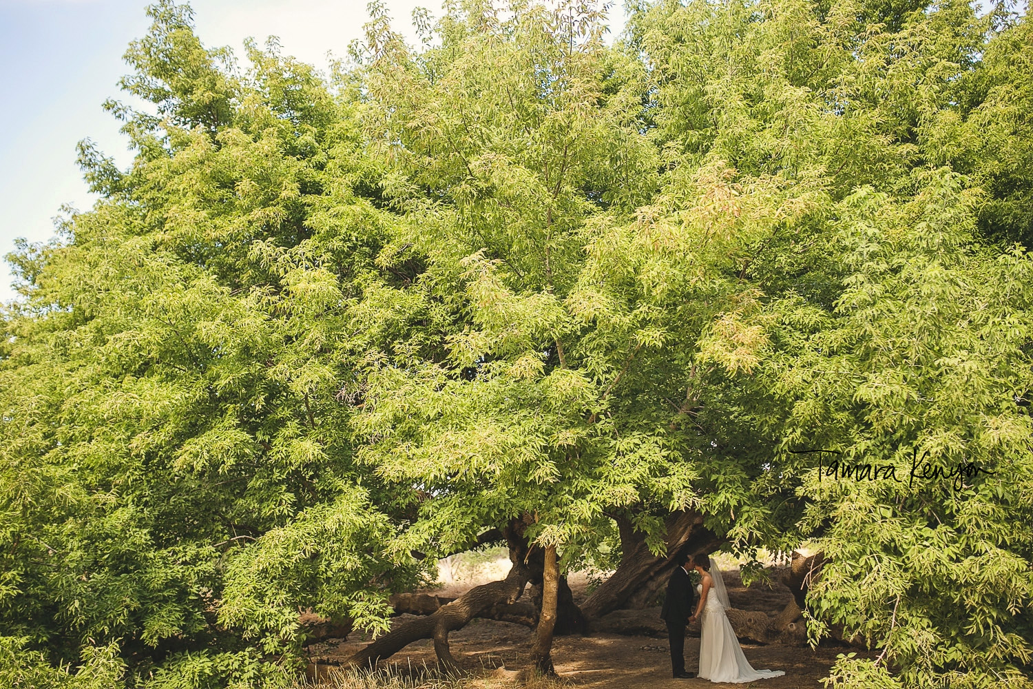 giant tree wedding photos boise idaho