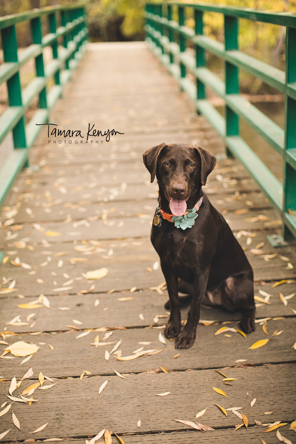 chocolate lab photo