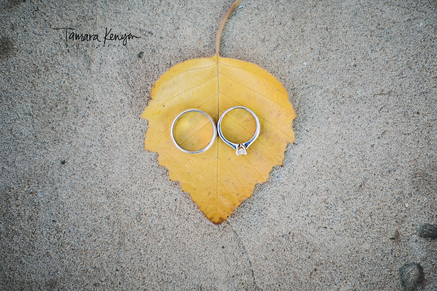 wedding ring photo on a leaf