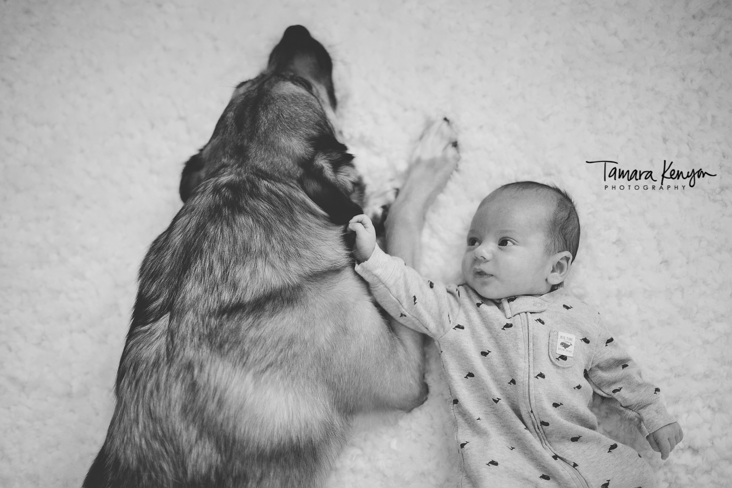 newborn with their dog boise photographer