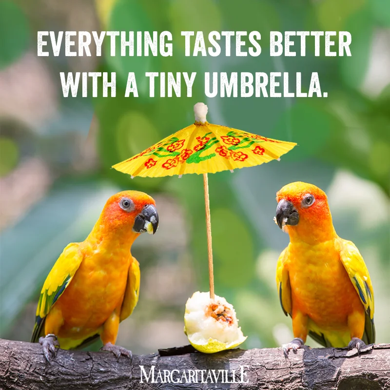 tiny_umbrella.jpg