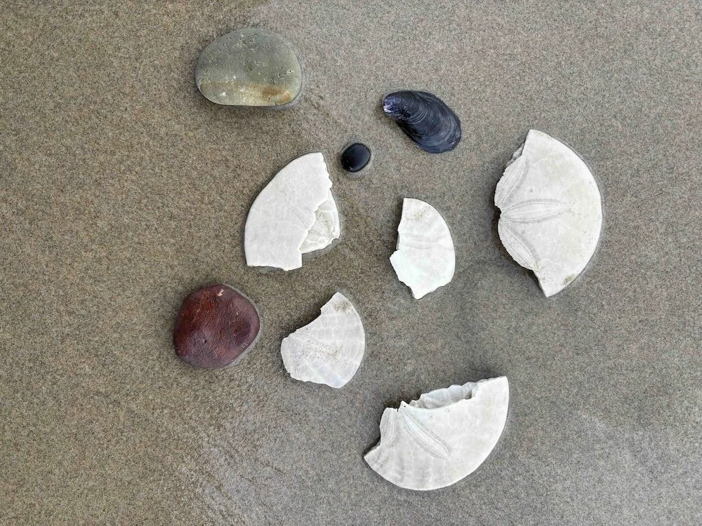 Shells as pieces of a creative practice