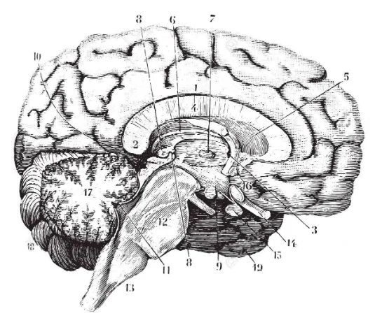 brain-VINTAGE-drawing.jpg
