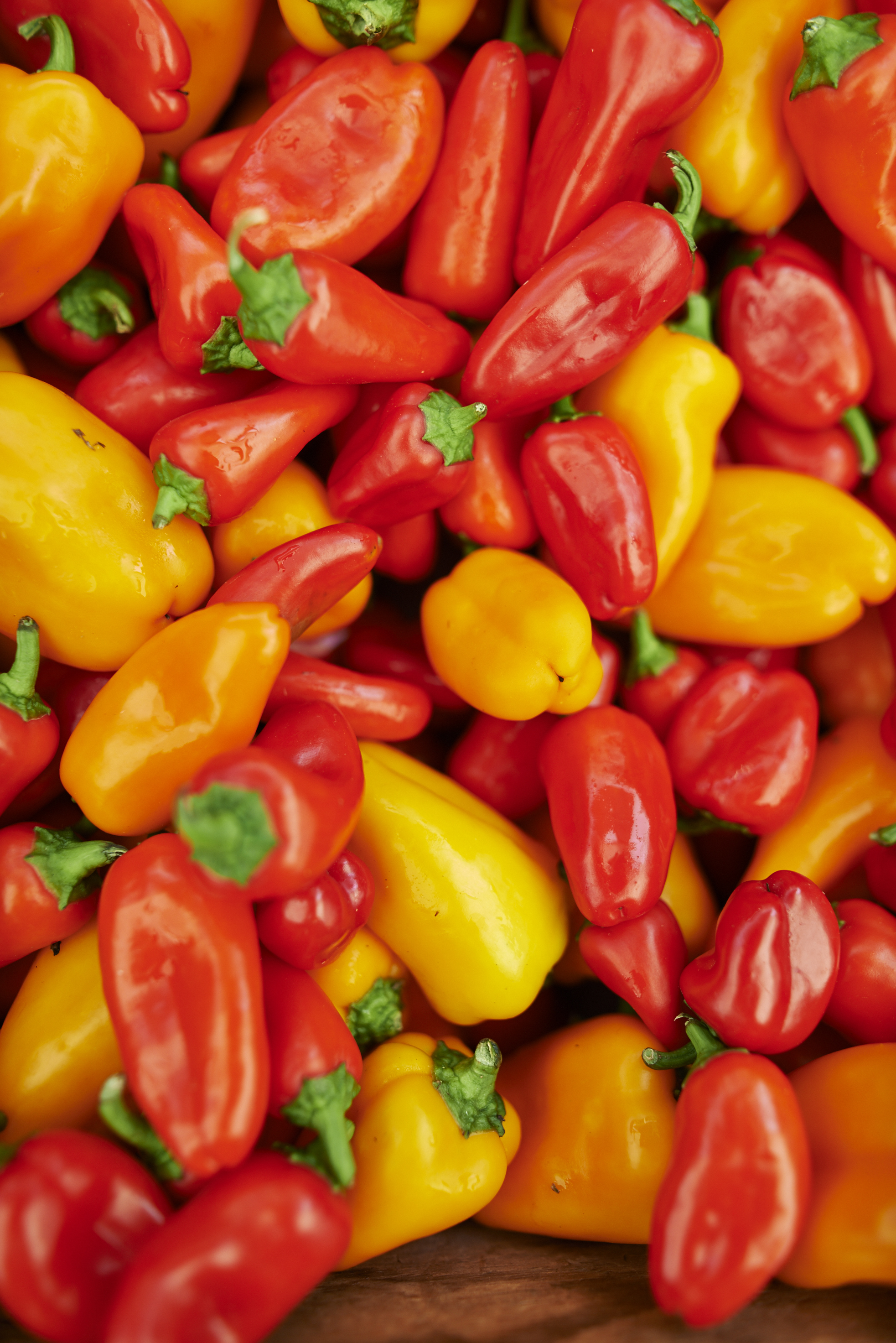 Peppers : Lunchbox, Sweet Italian, Jalapeno, Shishito and more!