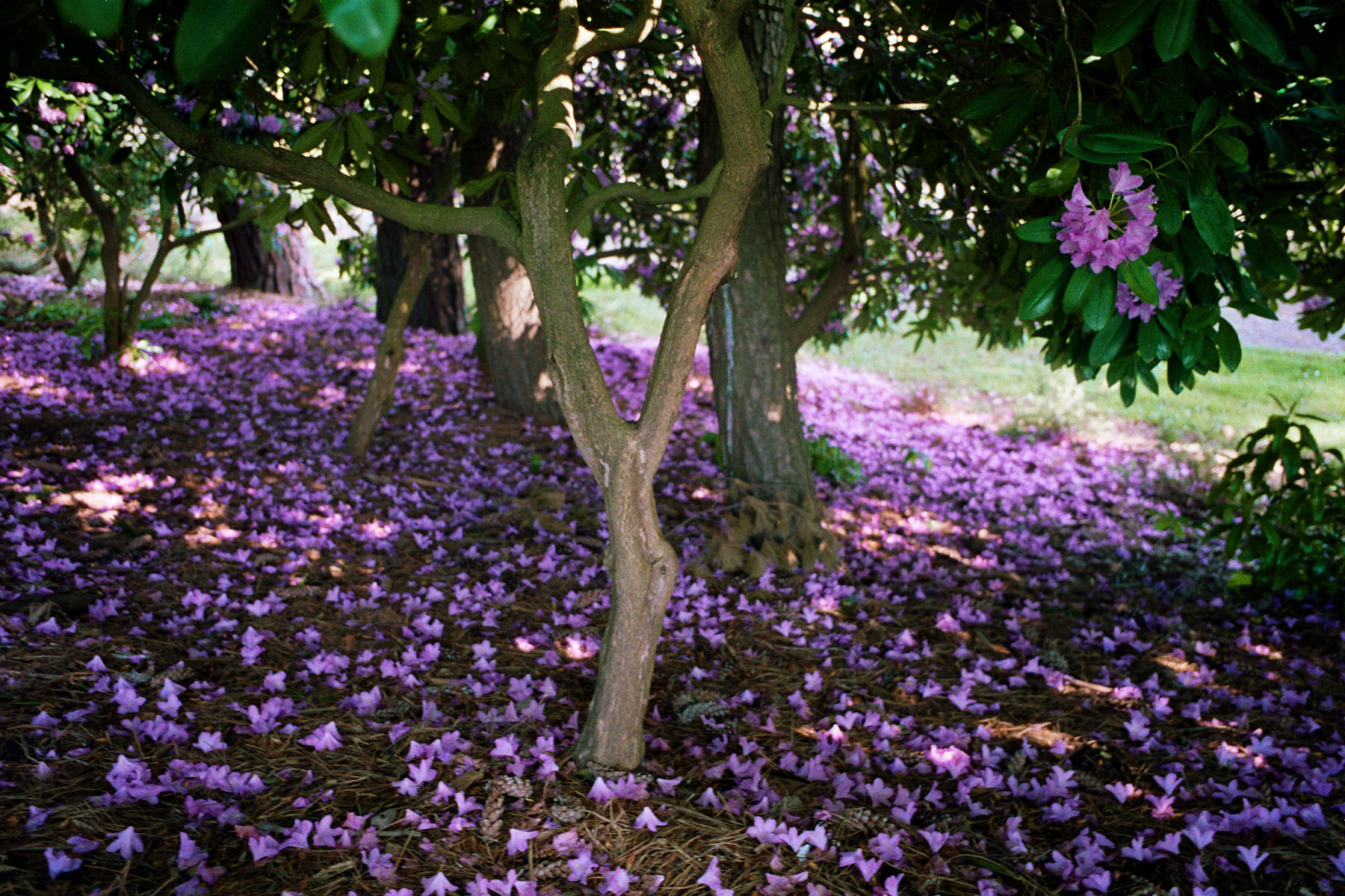  Purple Tree 