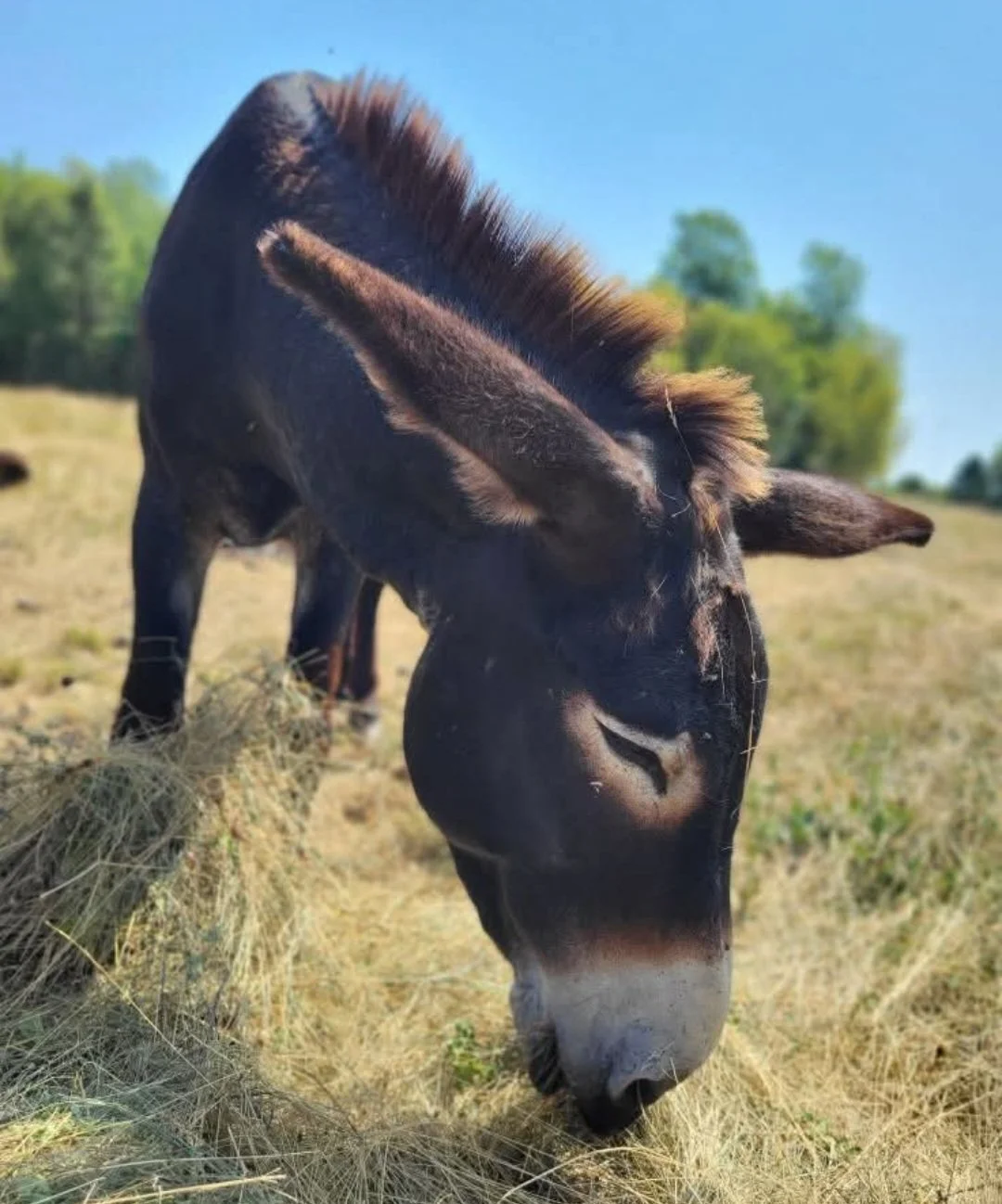 donkey-farm-pic-1.jpg