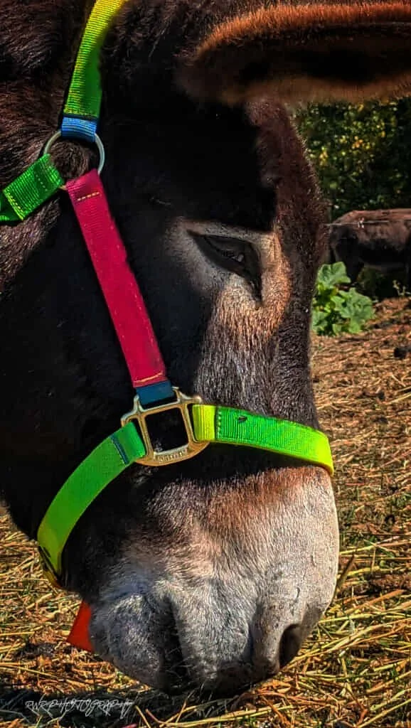 donkey-farm-pic-2.jpg