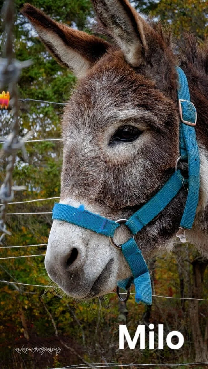 donkey-farm-pic-3.jpg
