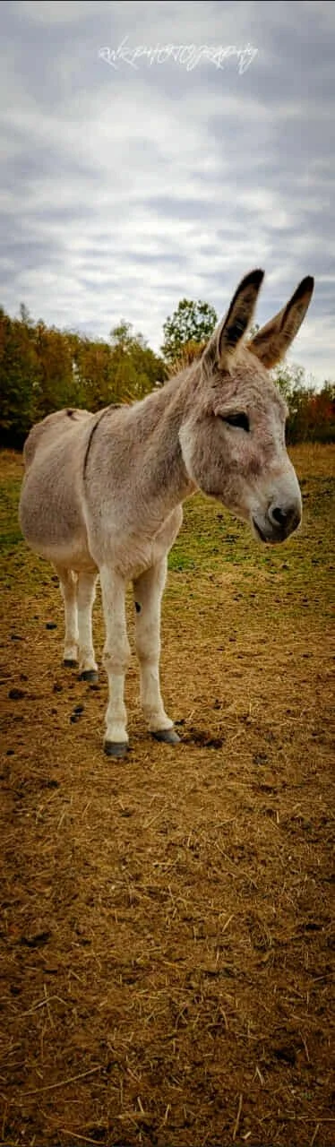 donkey-farm-pic-4.jpg