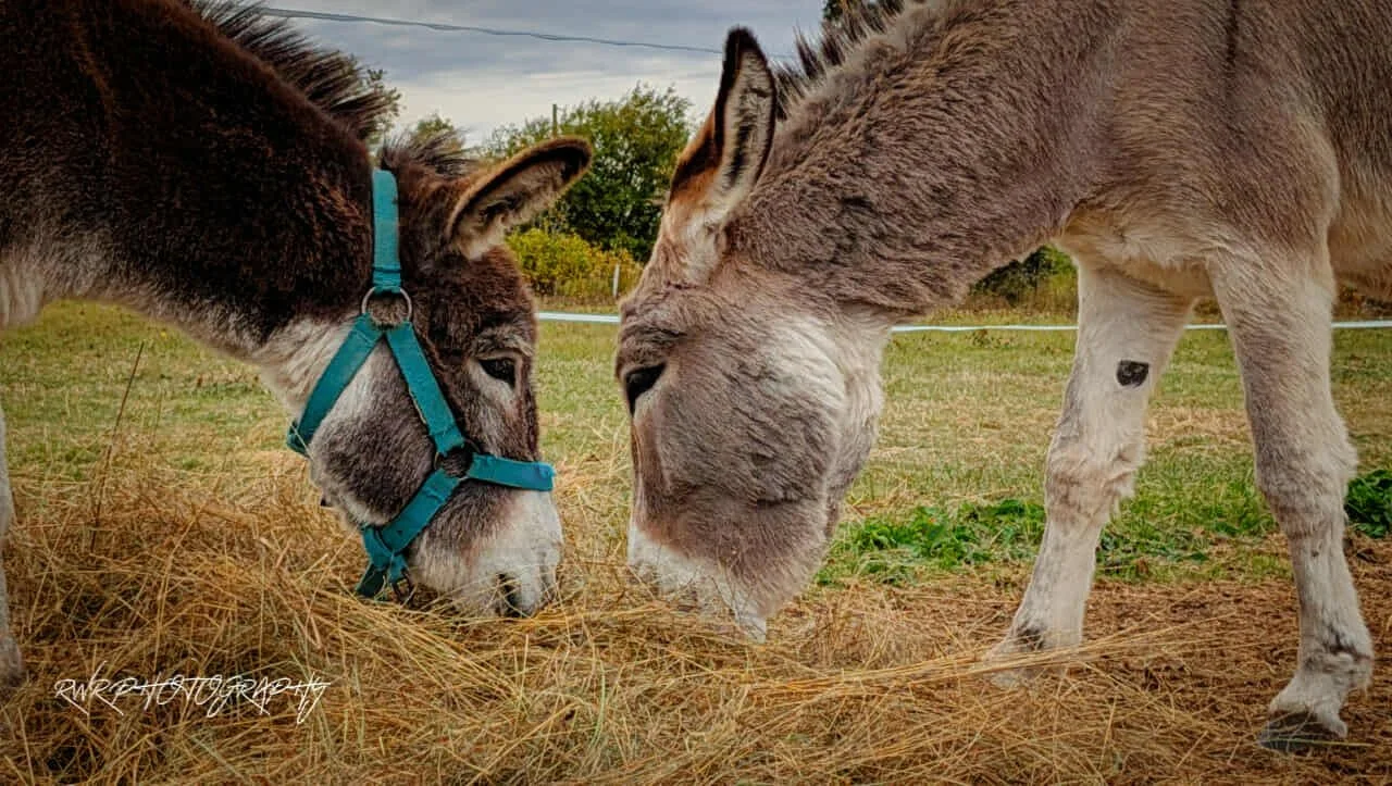 donkey-farm-pic-5.jpg