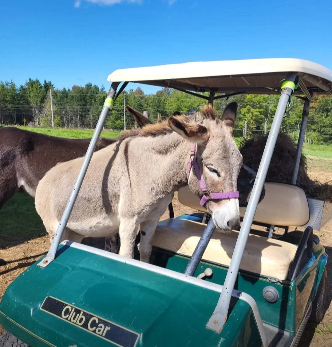 donkey-farm-pic-8.jpg