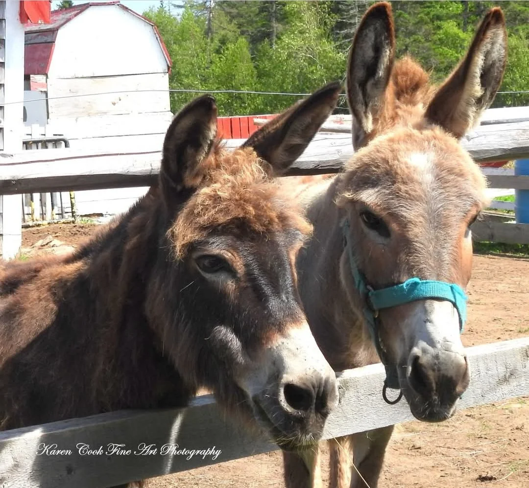 donkey-farm-pic-9.jpg