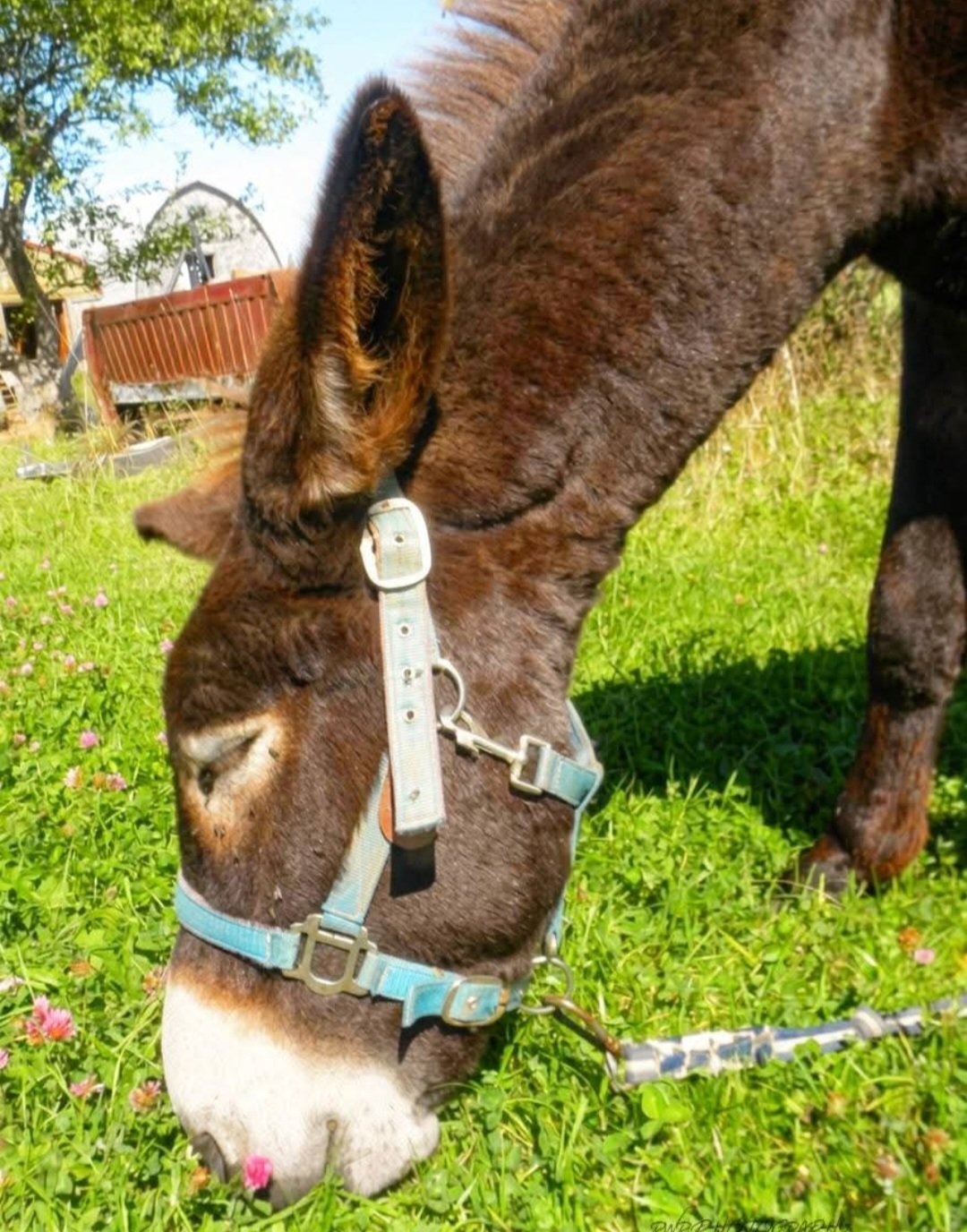 donkey-farm-pic-10.jpg