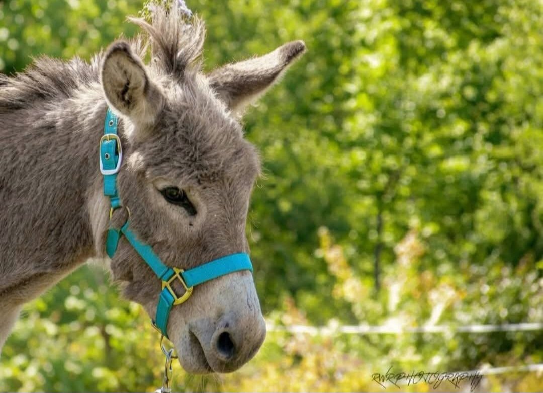 donkey-farm-pic-11.jpg