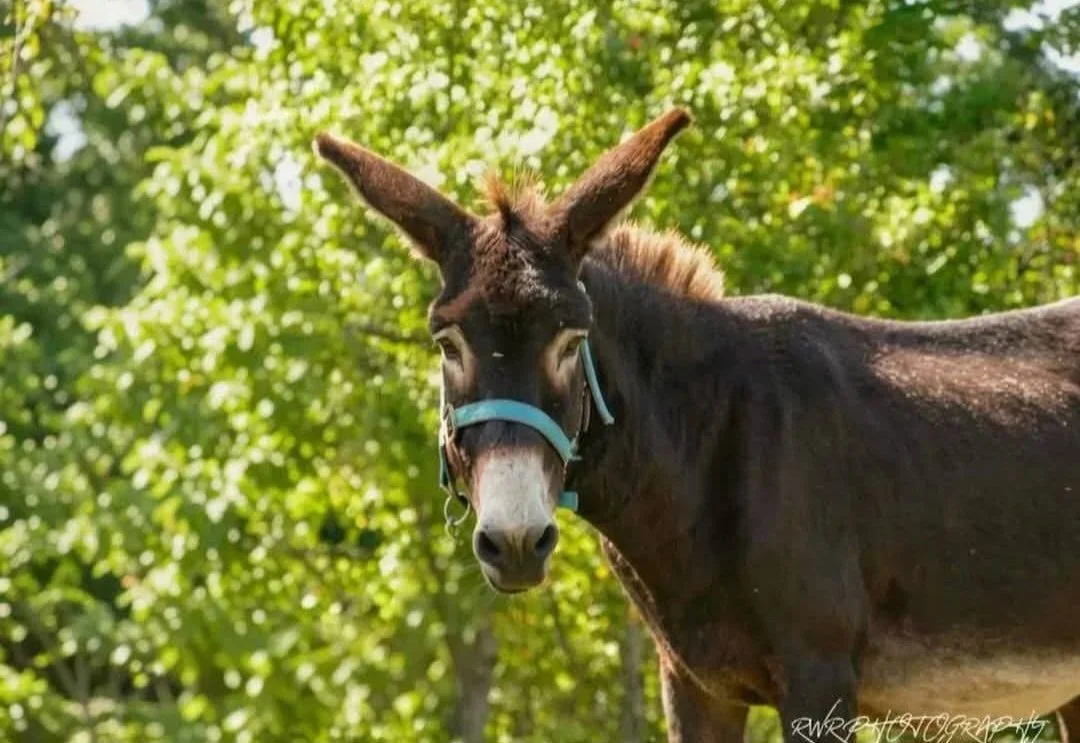 donkey-farm-pic-12.jpg