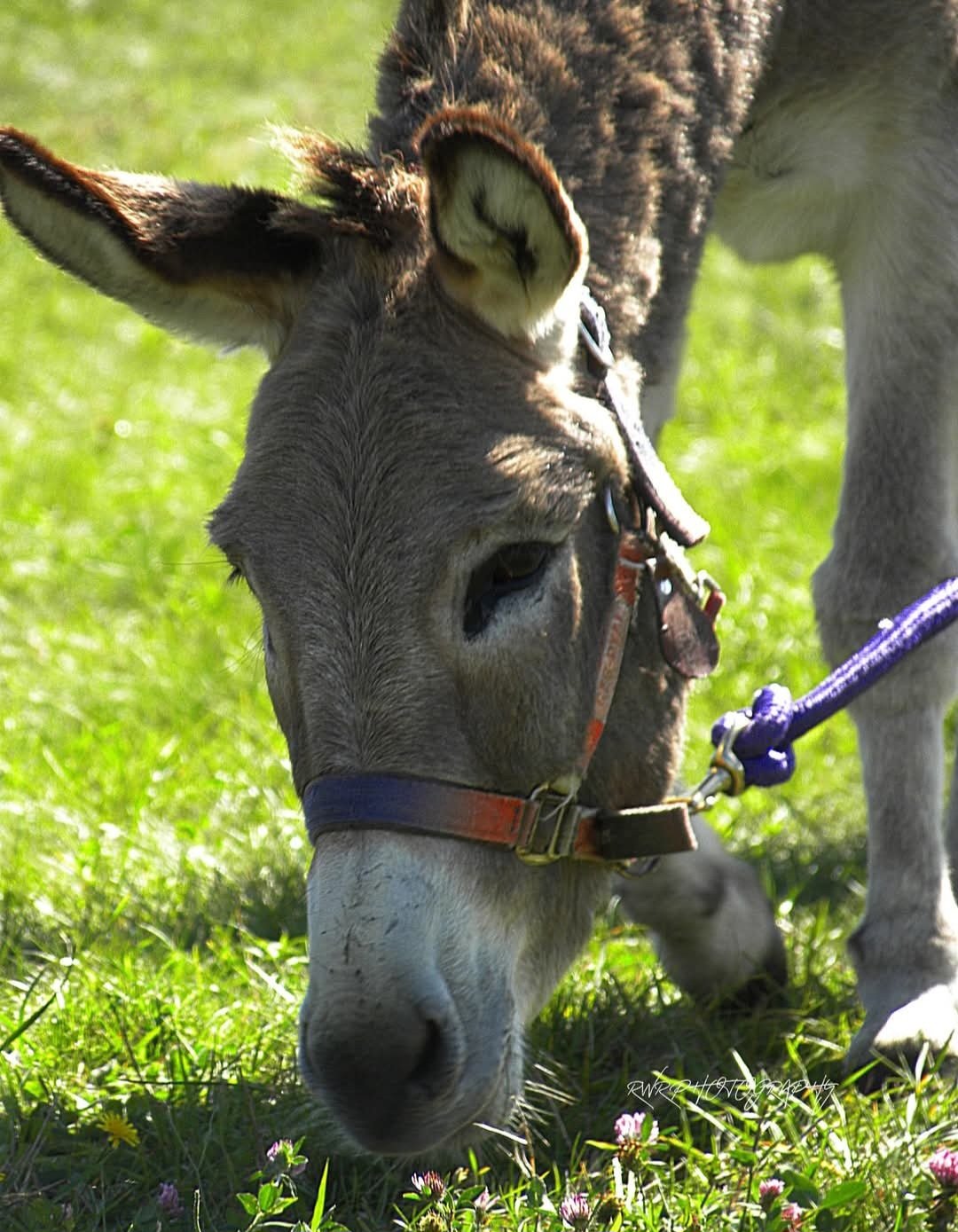 donkey-farm-pic-13.jpg