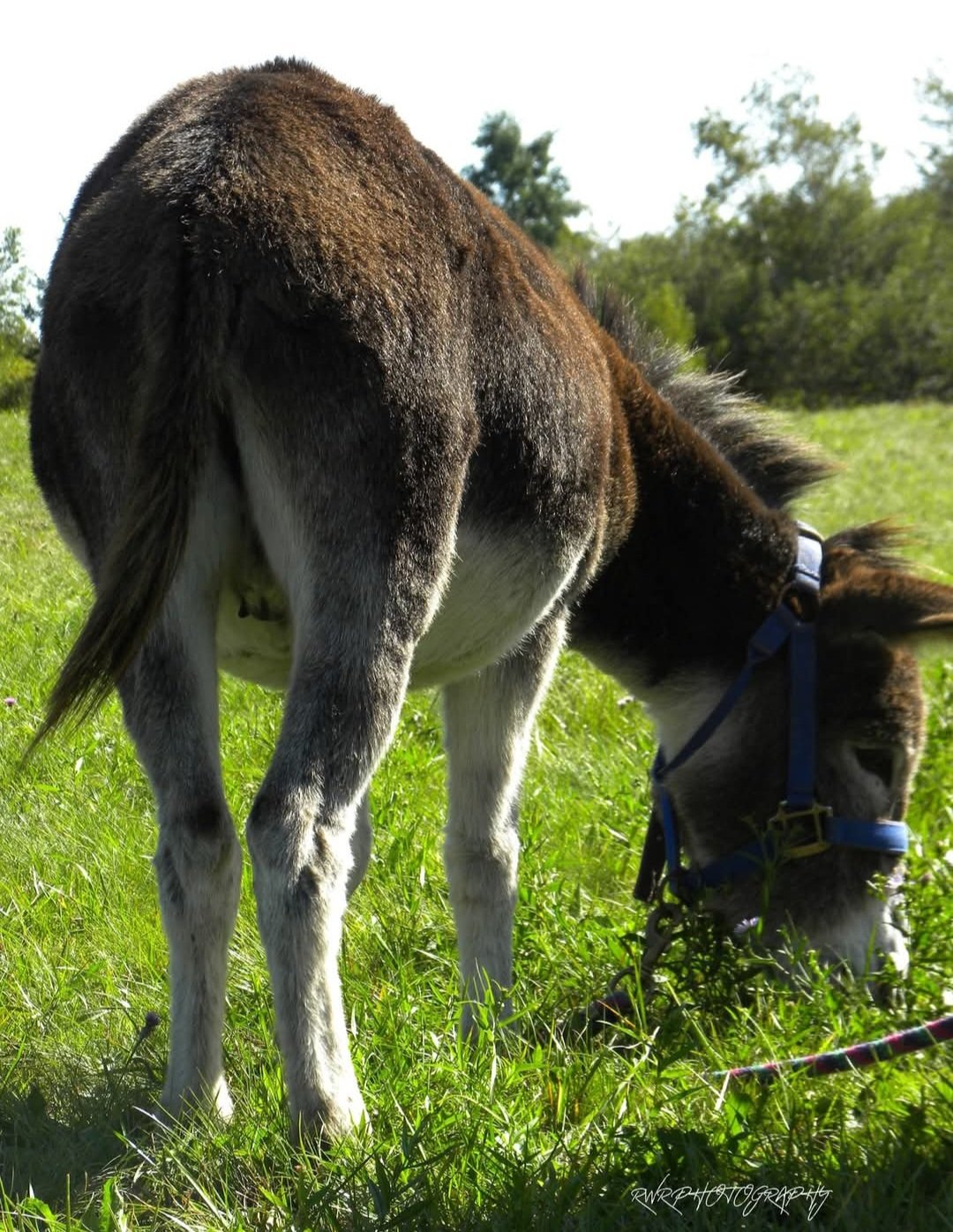 donkey-farm-pic-14.jpg
